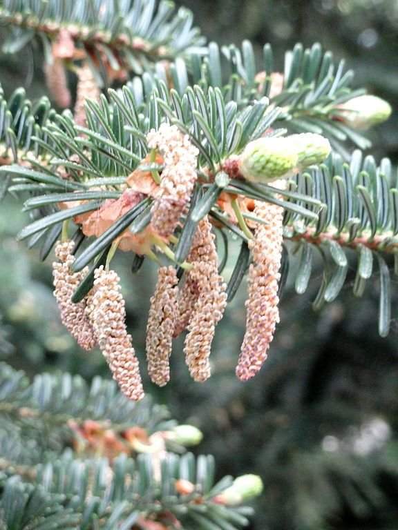 Como plantar Abeto chensiensis (Abies chensiensis)_1