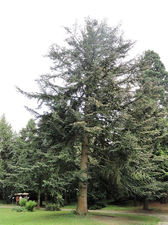 Onde plantar Abeto chensiensis (Abies chensiensis)_2