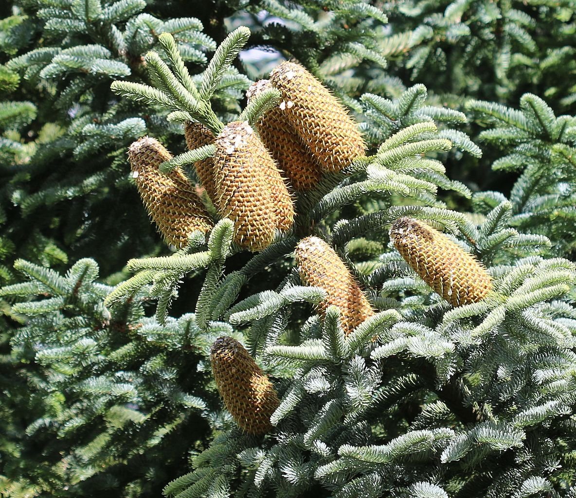 Abeto-nobre (Abies procera)