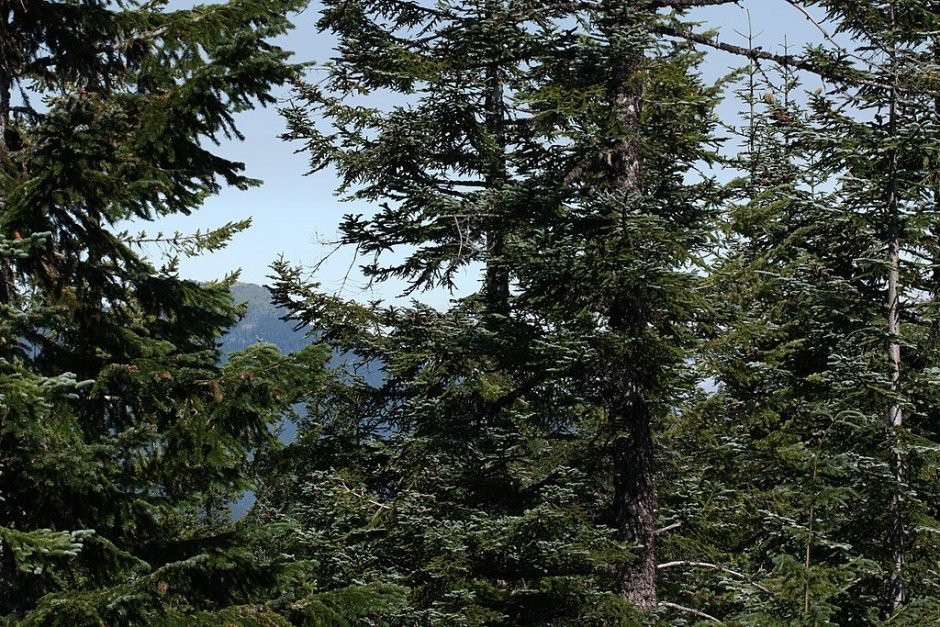 Como plantar Abeto-nobre (Abies procera)_1