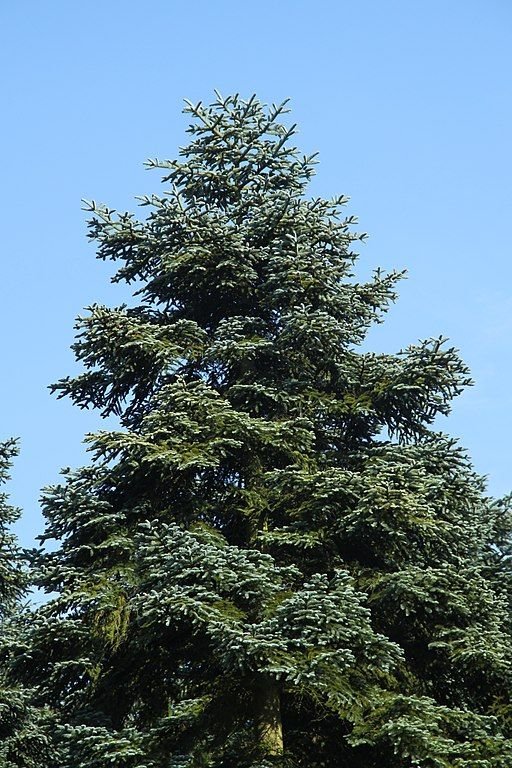 Onde plantar Abeto-nobre (Abies procera)_2