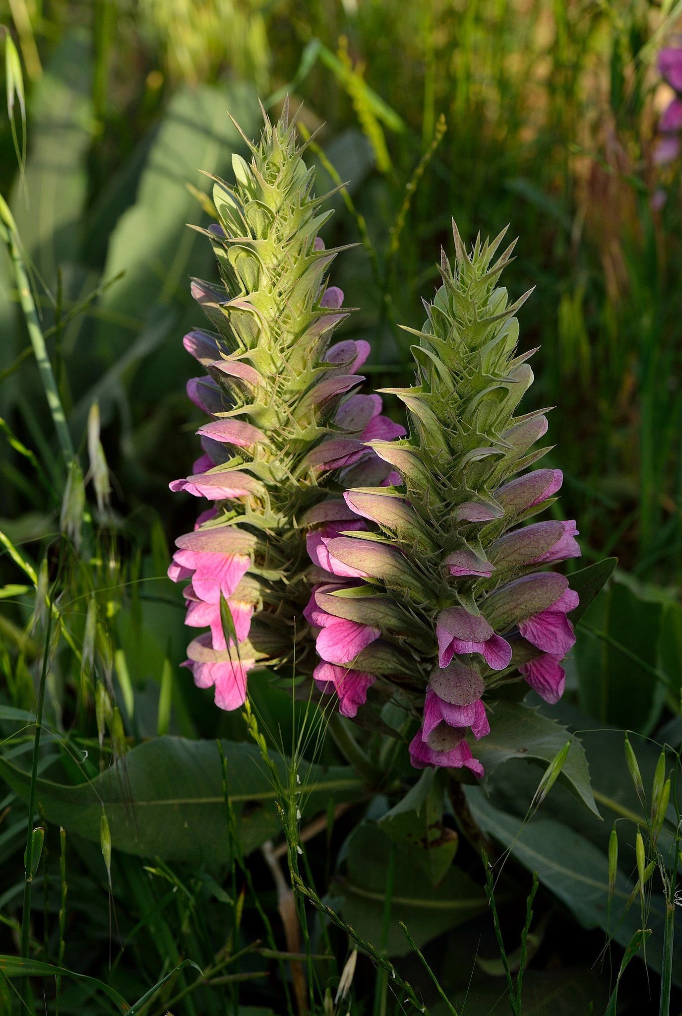 Acantos dioscoridis (Acanthus dioscoridis)