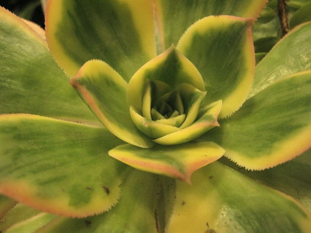 Aeonium 'Sunburst' (Aeonium 'Sunburst')