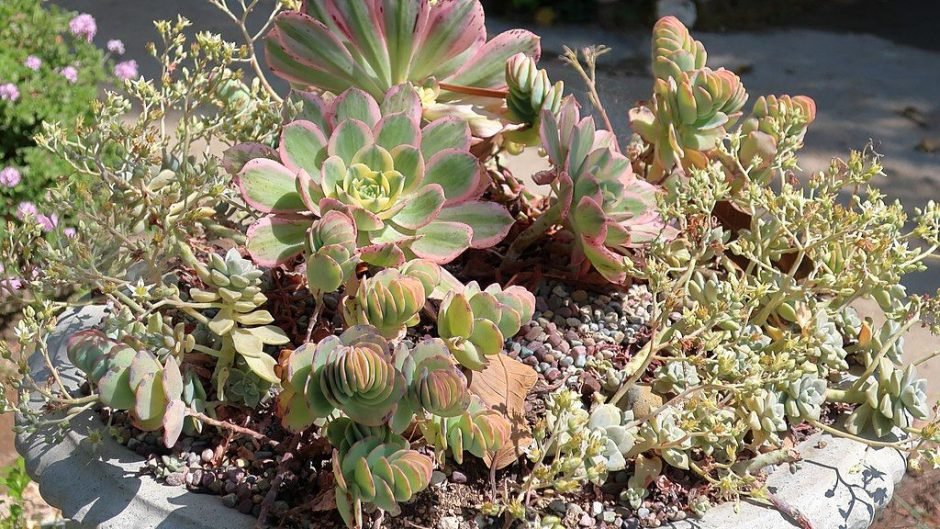 Como plantar Aeonium 'Sunburst' (Aeonium 'Sunburst')_1