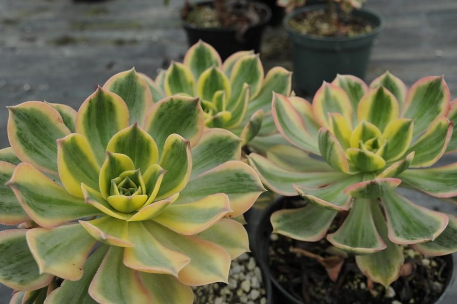 Onde plantar Aeonium 'Sunburst' (Aeonium 'Sunburst')_2