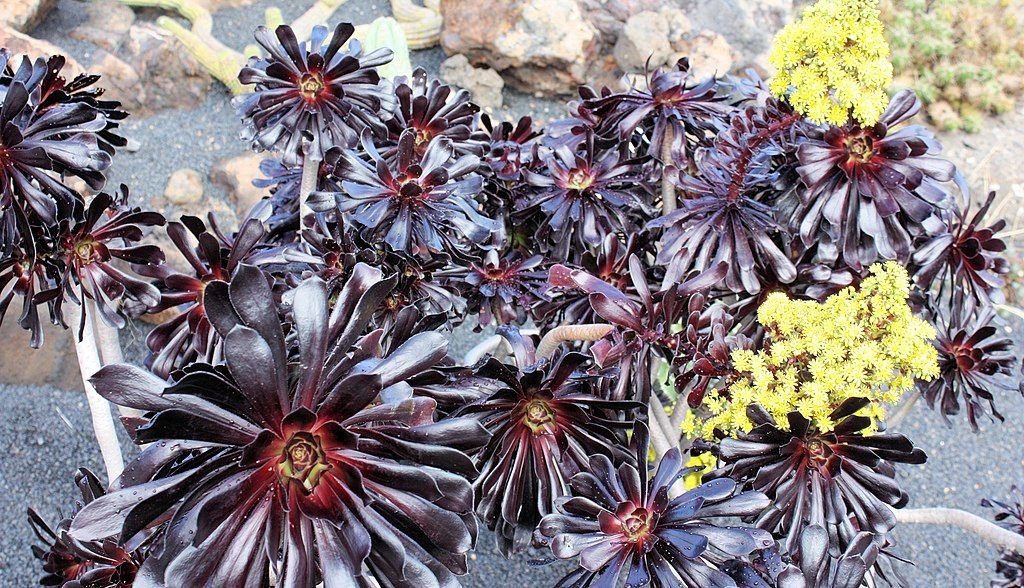 Aeonium arboreum 'Atropurpureum' (Aeonium arboreum 'Atropurpureum')