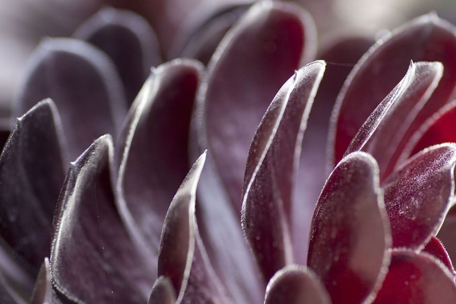 Como plantar Aeonium arboreum 'Atropurpureum' (Aeonium arboreum 'Atropurpureum')_1