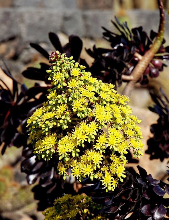 Onde plantar Aeonium arboreum 'Atropurpureum' (Aeonium arboreum 'Atropurpureum')_2