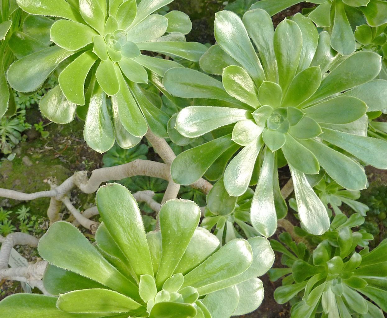 Aeonium arboreum subsp. holochrysum (Aeonium arboreum subsp. holochrysum)