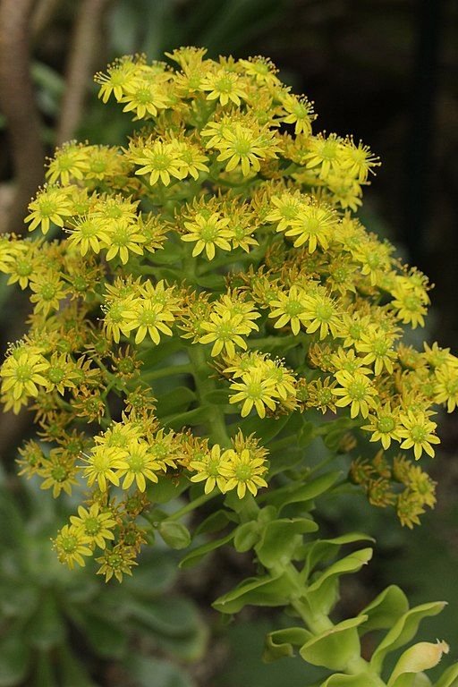 Como plantar Aeonium arboreum subsp. holochrysum (Aeonium arboreum subsp. holochrysum)_1