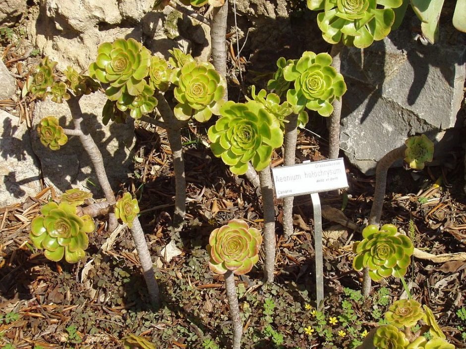 Onde plantar Aeonium arboreum subsp. holochrysum (Aeonium arboreum subsp. holochrysum)_2
