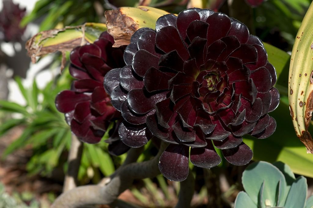 Aeonium negro (Aeonium 'Zwartkop')