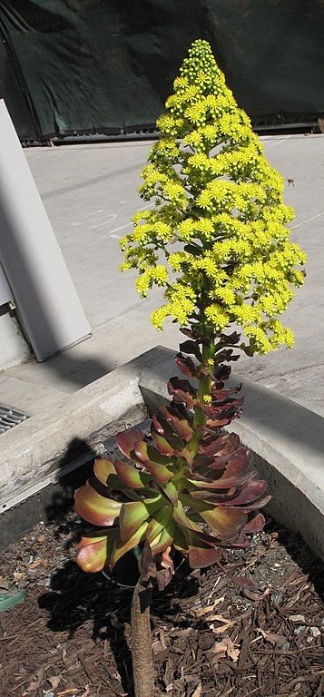 Onde plantar Aeonium negro (Aeonium 'Zwartkop')_2