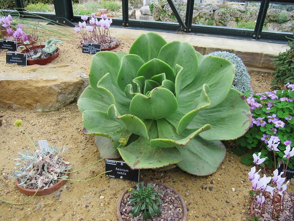 Aeonium nobre (Aeonium nobile)