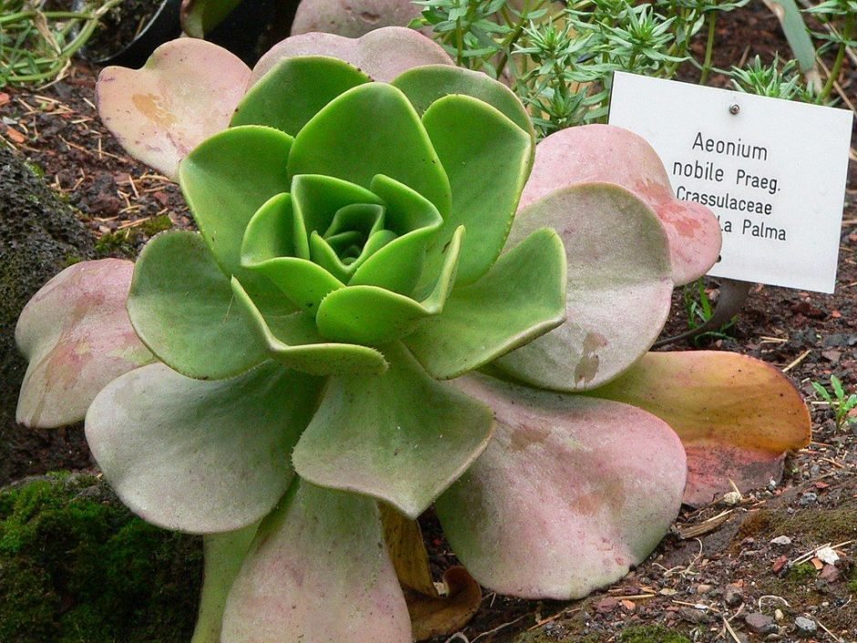 Onde plantar Aeonium nobre (Aeonium nobile)_2