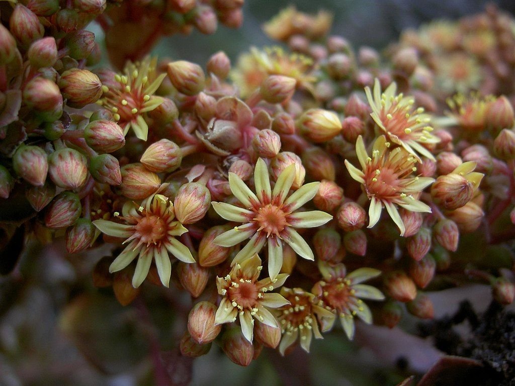Aeonium rubrolineatum (Aeonium rubrolineatum)