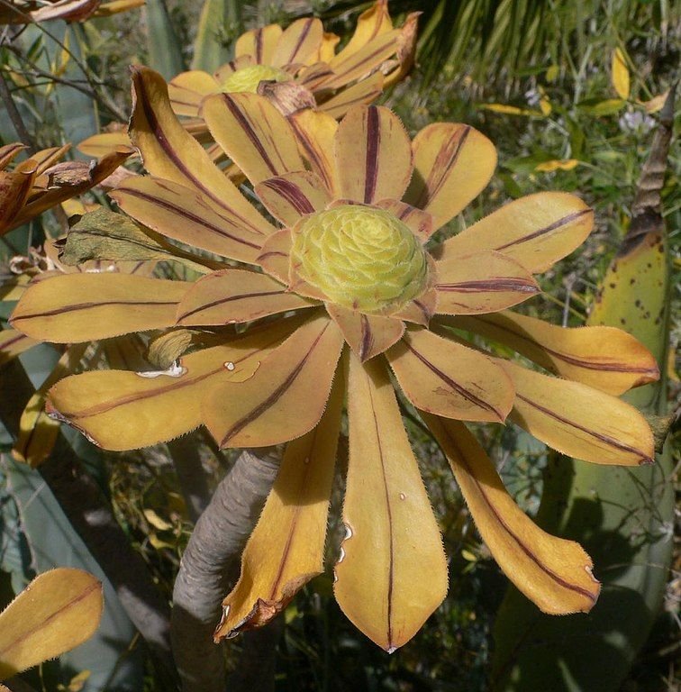 Como plantar Aeonium rubrolineatum (Aeonium rubrolineatum)_1