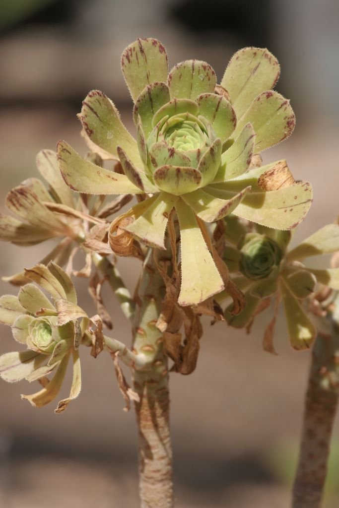 Onde plantar Aeonium rubrolineatum (Aeonium rubrolineatum)_2