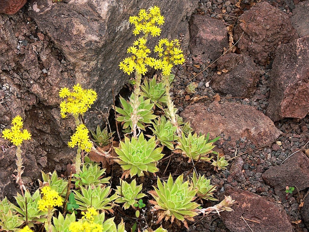 Aeonium simsii (Aeonium simsii)