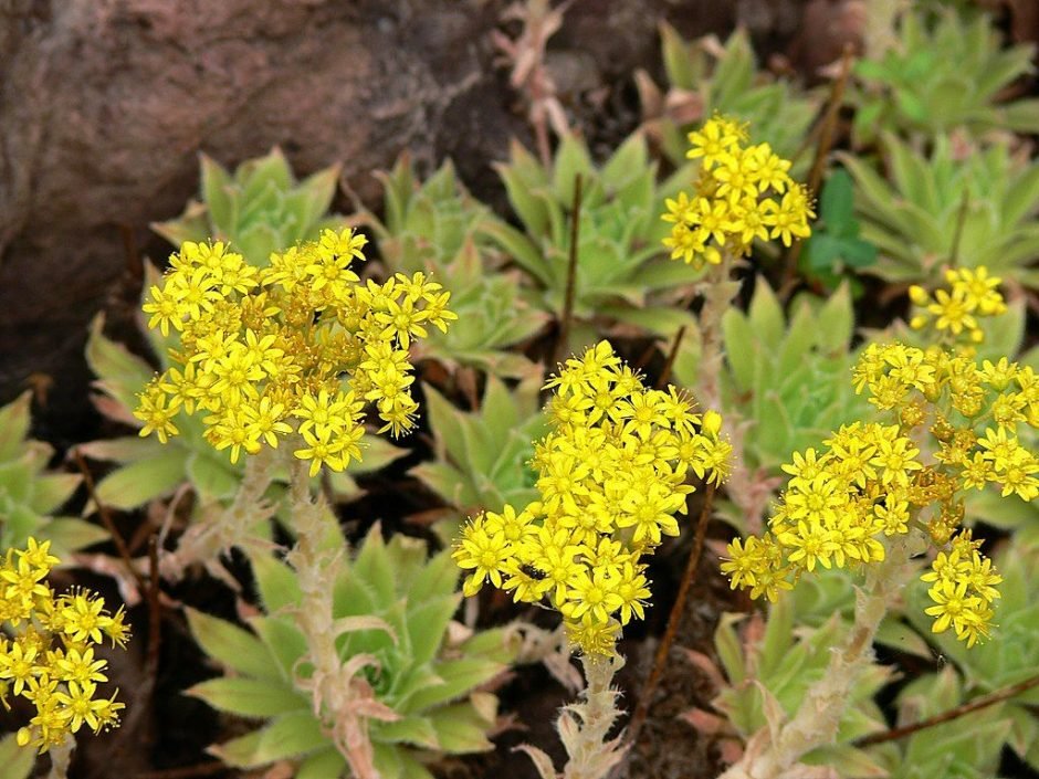 Como plantar Aeonium simsii (Aeonium simsii)_1