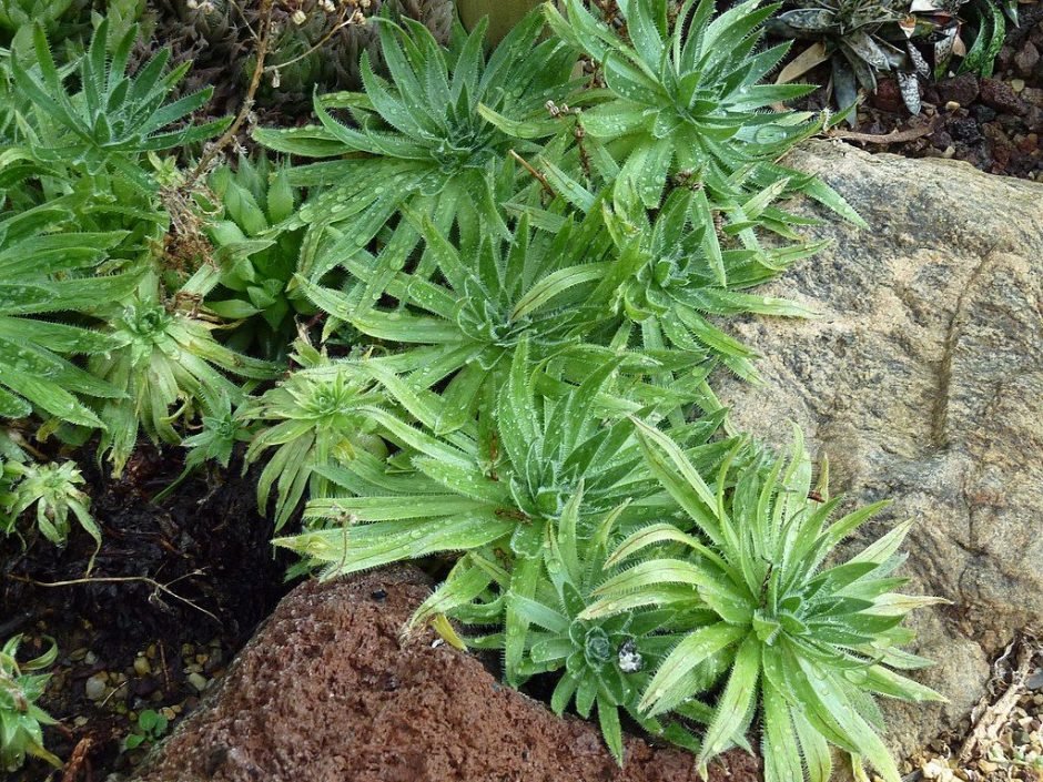 Onde plantar Aeonium simsii (Aeonium simsii)_2