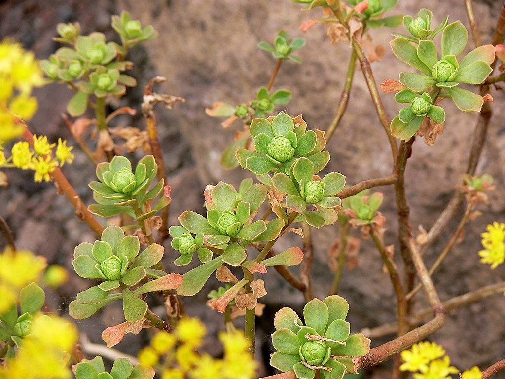 Aeonium spathulatum (Aeonium spathulatum)
