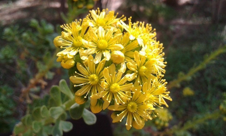 Como plantar Aeonium spathulatum (Aeonium spathulatum)_1