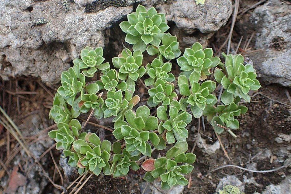 Onde plantar Aeonium spathulatum (Aeonium spathulatum)_2