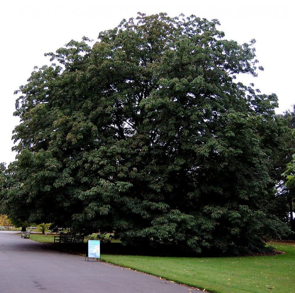 Como plantar Aesculus indica (Aesculus indica)_1