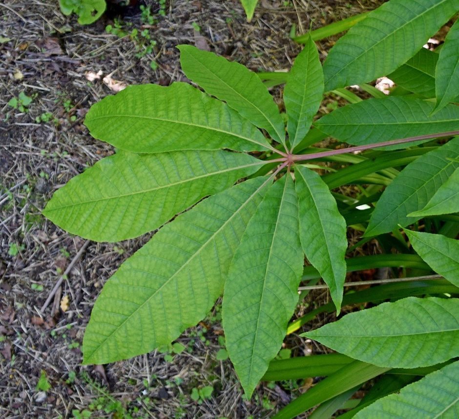 Onde plantar Aesculus indica (Aesculus indica)_2