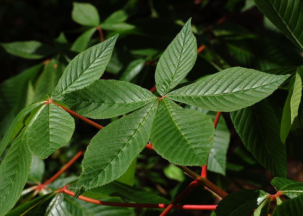 Aesculus pavia (Aesculus pavia)