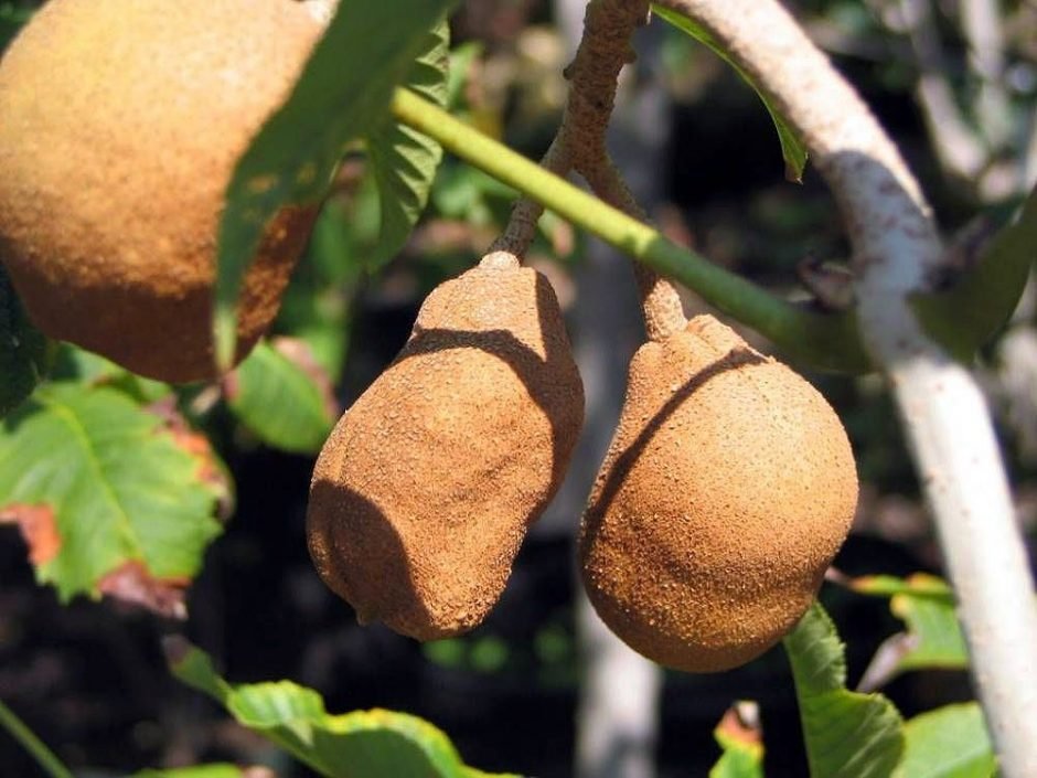Onde plantar Aesculus pavia (Aesculus pavia)_2