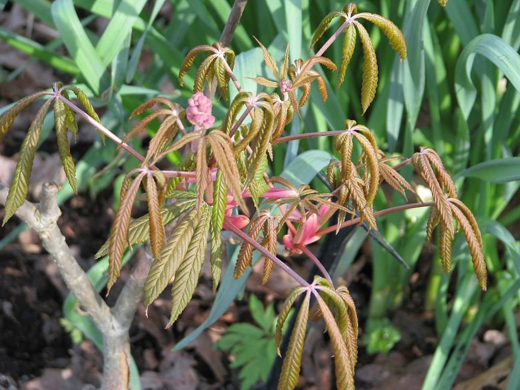 Aesculus pavia 'Atrosanguinea' (Aesculus pavia 'Atrosanguinea')