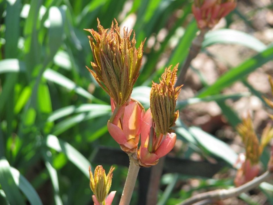 Como plantar Aesculus pavia 'Atrosanguinea' (Aesculus pavia 'Atrosanguinea')_1