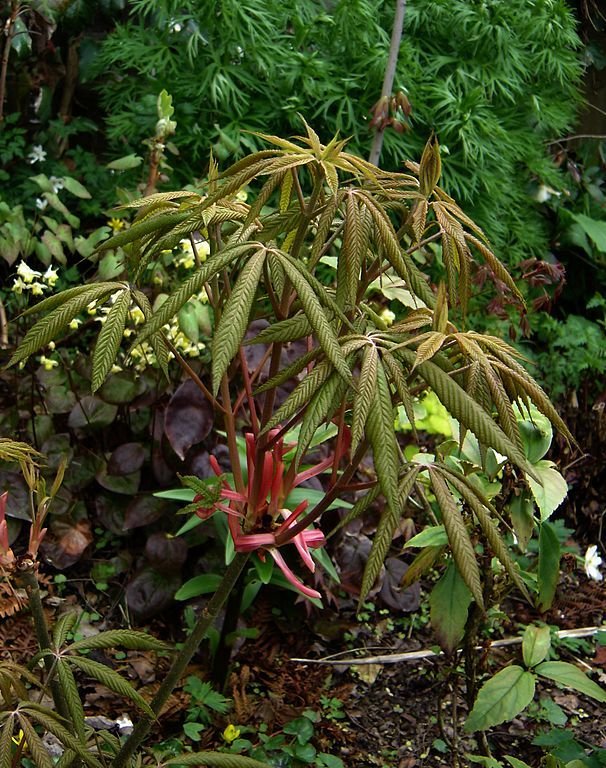 Onde plantar Aesculus pavia 'Atrosanguinea' (Aesculus pavia 'Atrosanguinea')_2
