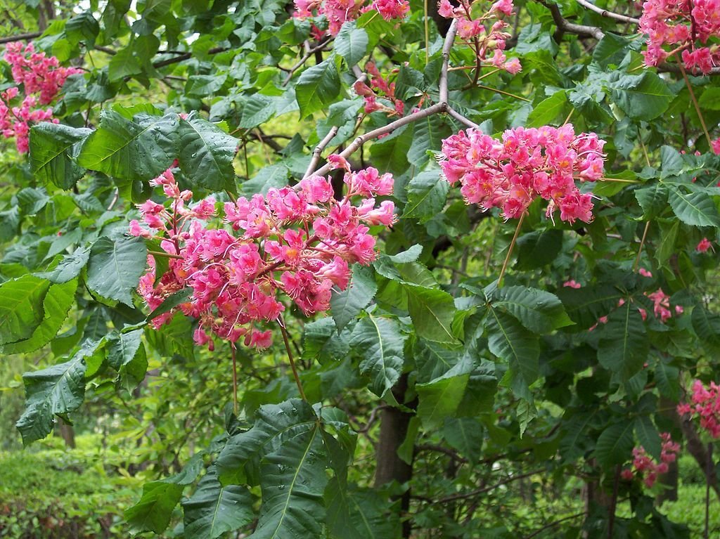 Aesculus × carnea 'Briotii' (Aesculus × carnea 'Briotii')