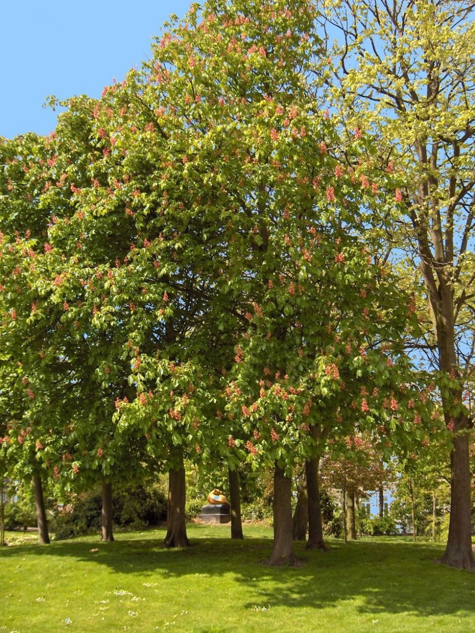 Como plantar Aesculus × carnea 'Briotii' (Aesculus × carnea 'Briotii')_1
