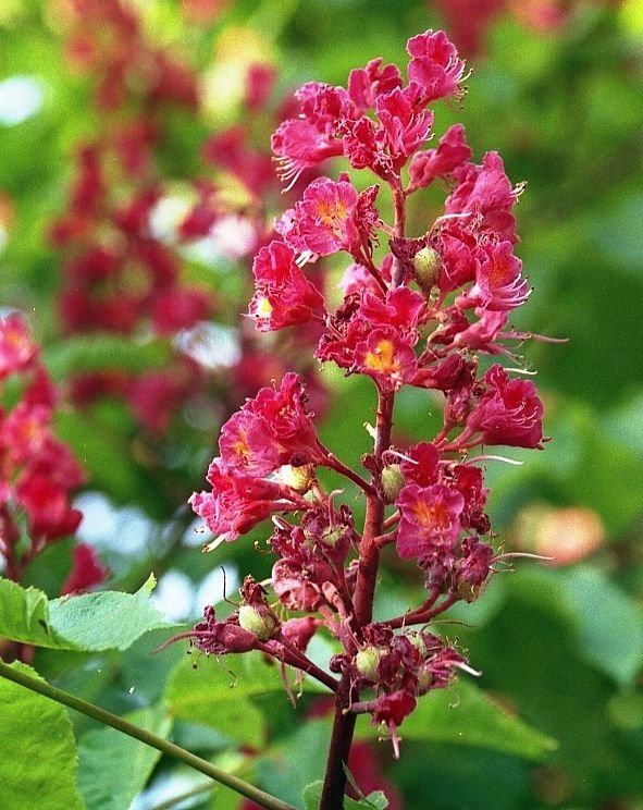 Onde plantar Aesculus × carnea 'Briotii' (Aesculus × carnea 'Briotii')_2