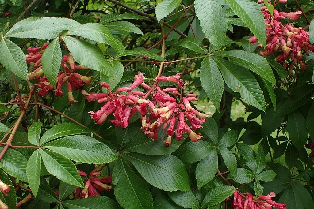Aesculus × mutabilis (Aesculus × mutabilis)