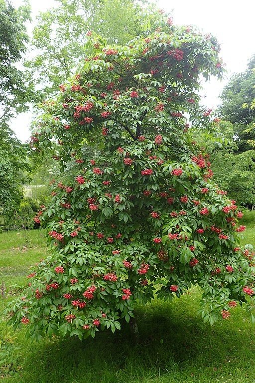 Como plantar Aesculus × mutabilis (Aesculus × mutabilis)_1