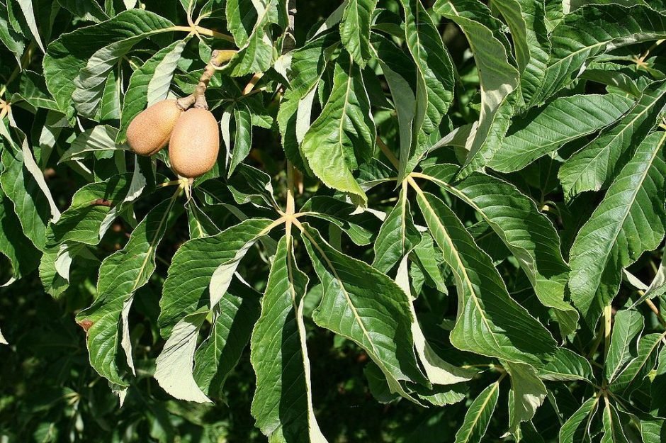 Onde plantar Aesculus × mutabilis (Aesculus × mutabilis)_2