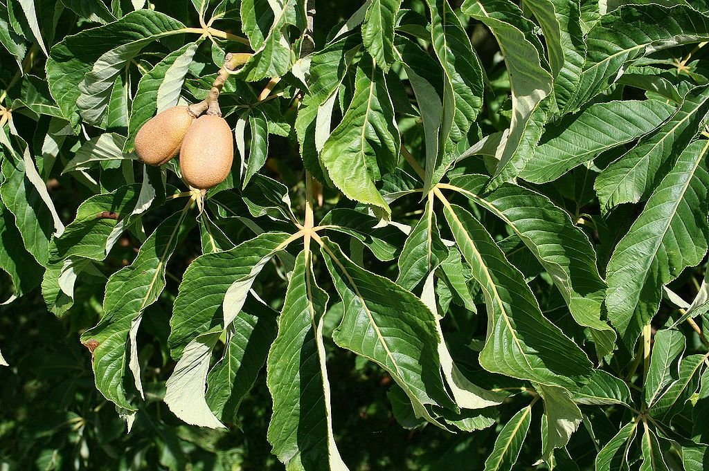 Aesculus × mutabilis 'Induta' (Aesculus × mutabilis 'Induta')