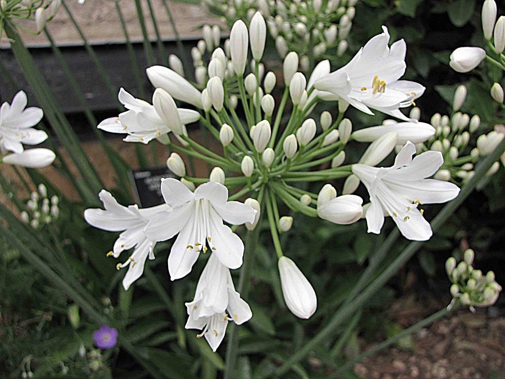 Agapanto 'Albus' (Agapanthus africanus 'Albus')