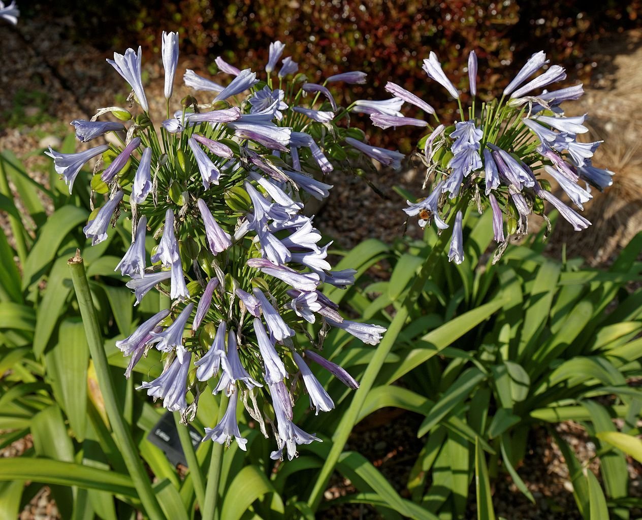 Agapanto 'Glen Avon' (Agapanthus 'Glen Avon')
