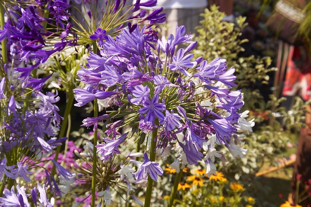 Agapanto 'Lavender Haze' (Agapanthus 'Lavender Haze')