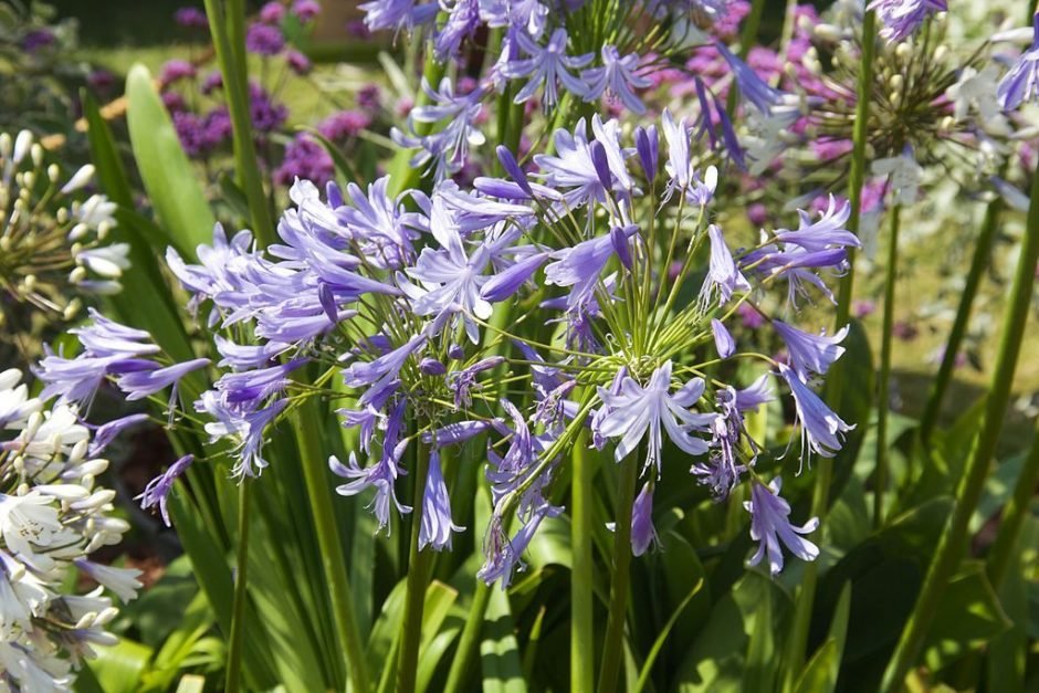 Como plantar Agapanto 'Lavender Haze' (Agapanthus 'Lavender Haze')_1