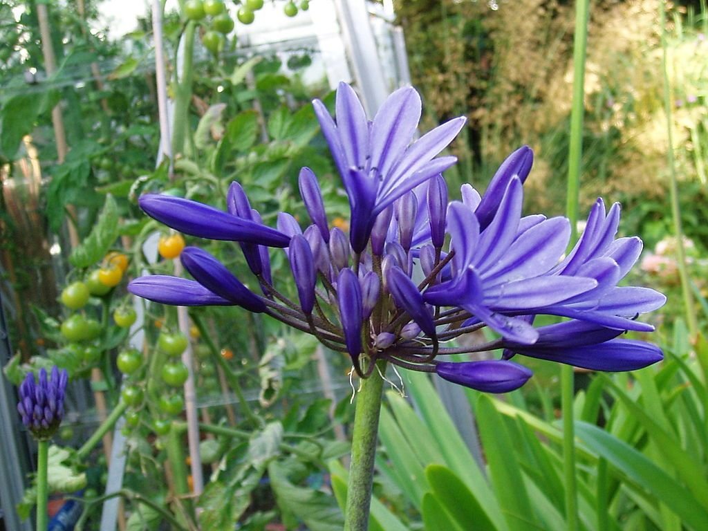 Agapanto 'Midnight Star' (Agapanthus 'Midnight Star')