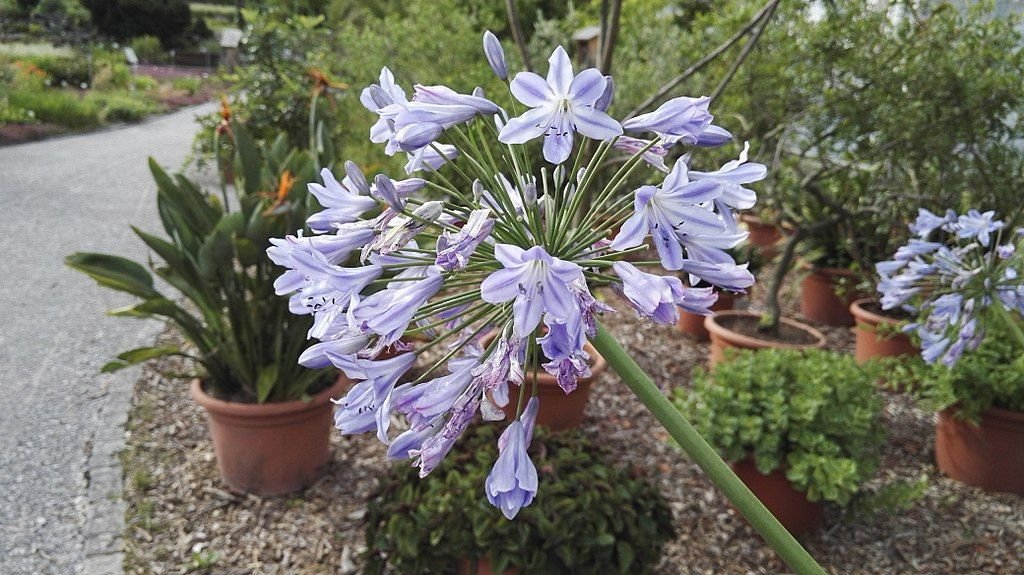 Agapanto coddii (Agapanthus coddii)