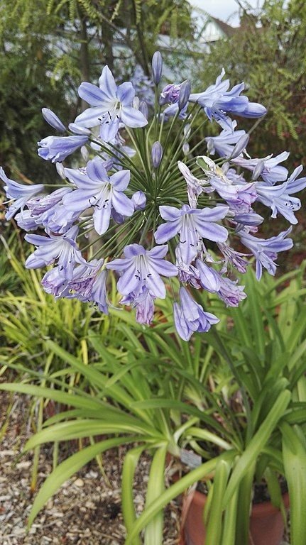 Como plantar Agapanto coddii (Agapanthus coddii)_1