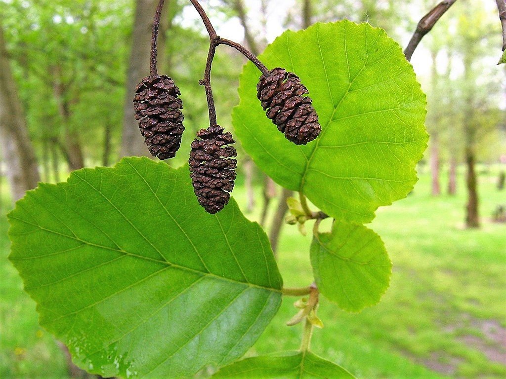 Amieiro (Alnus glutinosa)